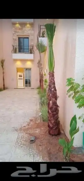 نخل واشنطونيا وعربي 0