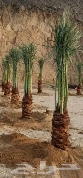 نخل واشنطونيا وعربي 3