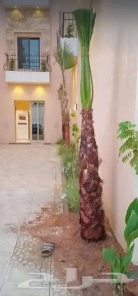 نخل واشنطونيا وعربي 4