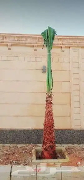 نخل واشنطونيا وعربي 2