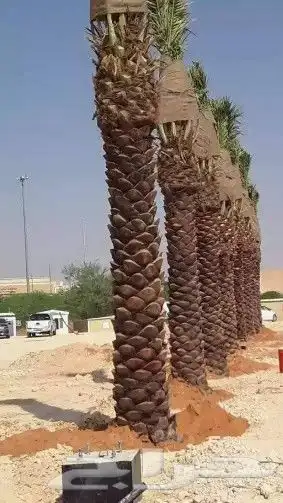 مزرعة الياسمين 8