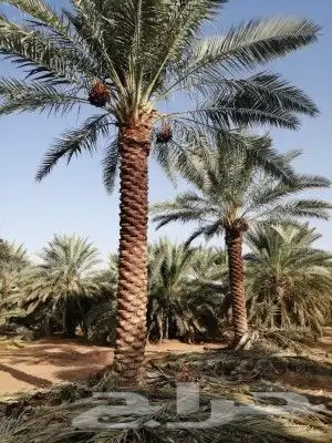 فسائل و نقايل 9