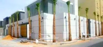 نقوم بتوريد جميع النوع النخيل 8