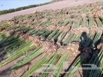 نقوم بتوريد جميع النوع النخيل 9