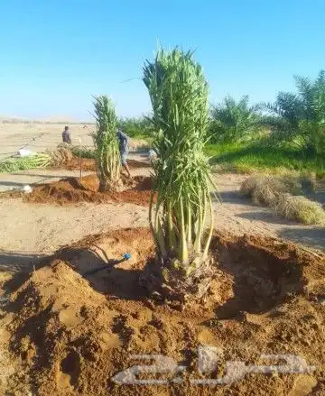 نقوم بتوريد جميع النوع النخيل 2