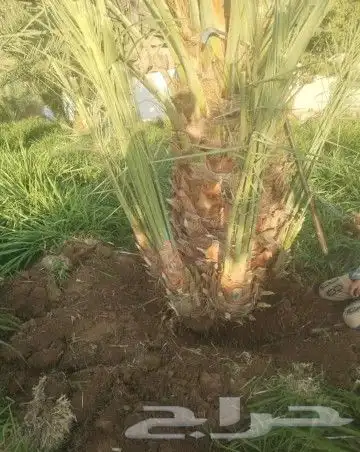 نقوم بتوريد جميع النوع النخيل 3
