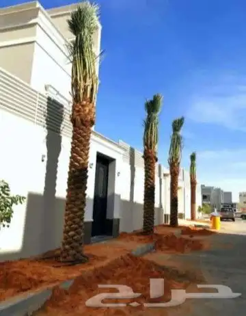 نقوم بتوريد جميع النوع النخيل 0