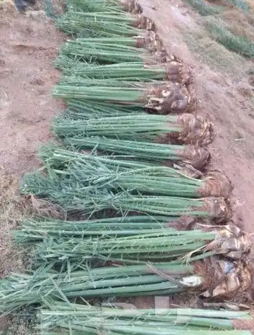 نقوم بتوريد جميع النوع النخيل 1