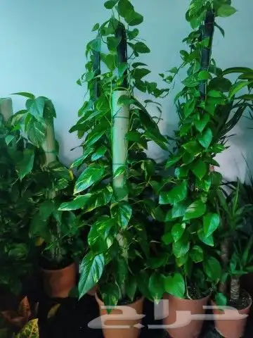 مزرعة الياسمين 3