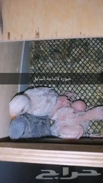 زوج روز منتج ((تم البيع)) 1