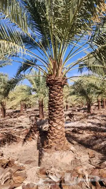 نخل واشنطونيا وعربي 5