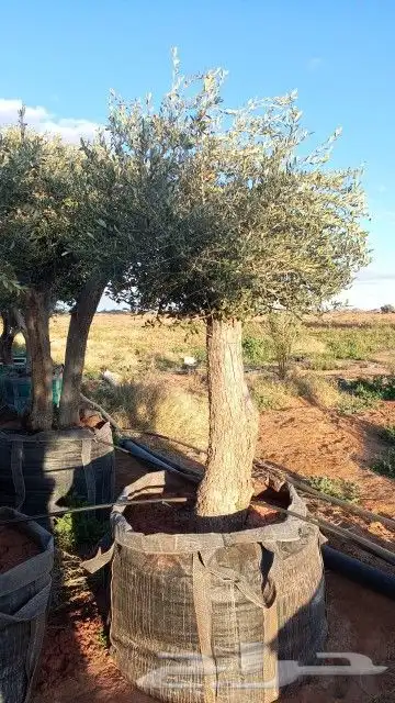 شجر زيتون 4