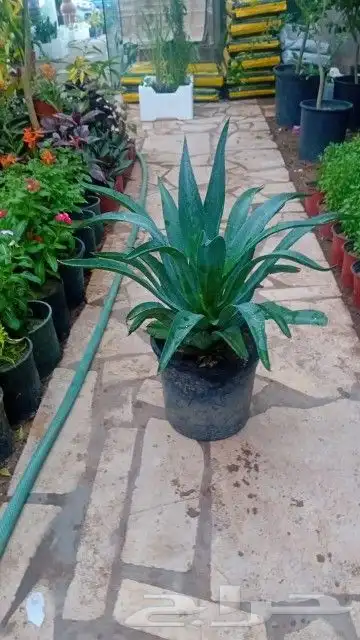 مزارع لزراعة الأشجار وبيع الزهور والشتلات 8