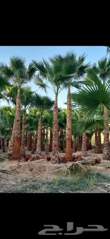 مزرعة الياسمين 7