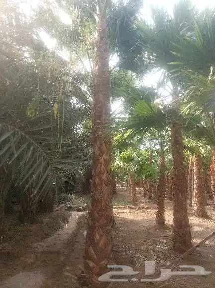 سلام عليكم يوجد لدينا جميع انواع انخيل الزينه ولعربي 0