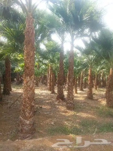 سلام عليكم يوجد لدينا جميع انواع انخيل الزينه ولعربي 1