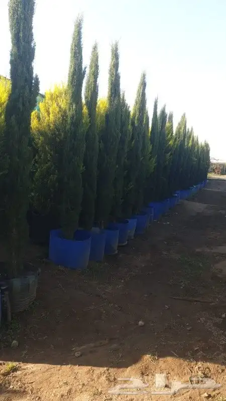 نخل عربي ووشنطوني واشجار سرو ايطالي 6