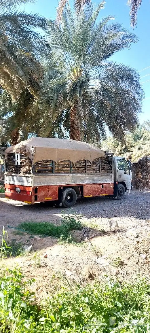 سعف نخل جريد حملة دينة شامل التوصيل لجميع انحاء المملكه 0