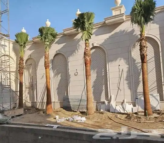 نخل واشنطونيا وعربي 1