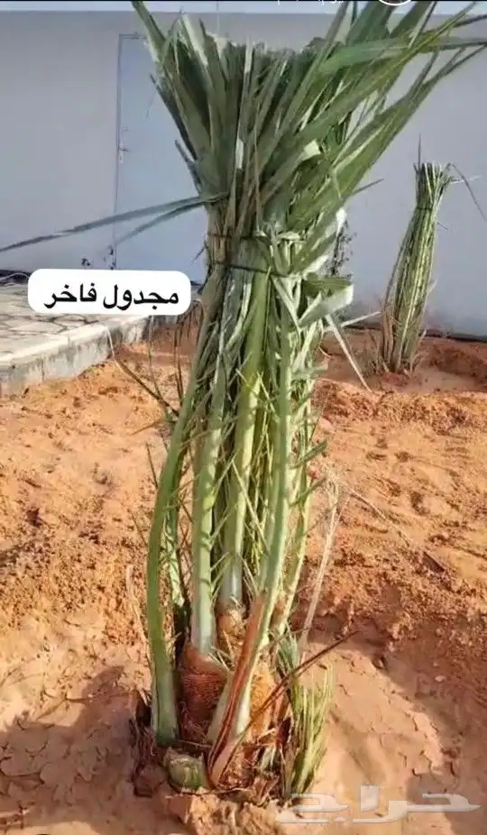 سلام عليكم يوجد لدينا جميع انواع انخيل الزينه ولعربي 2