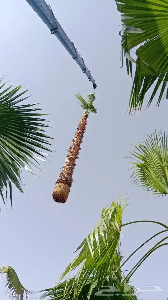 نخل عربي ووشنطوني واشجار سرو ايطالي 0