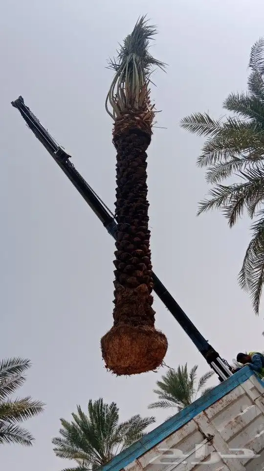 نخل عربي ووشنطوني واشجار سرو ايطالي 5