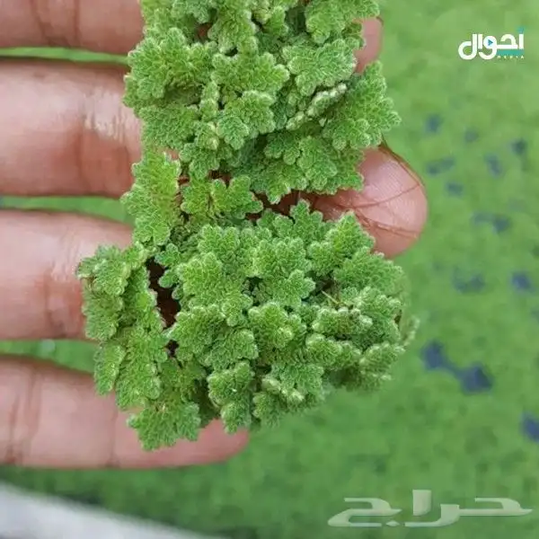 ازولا . علف الحيونات متوفر بالقنفذه المثلث 0