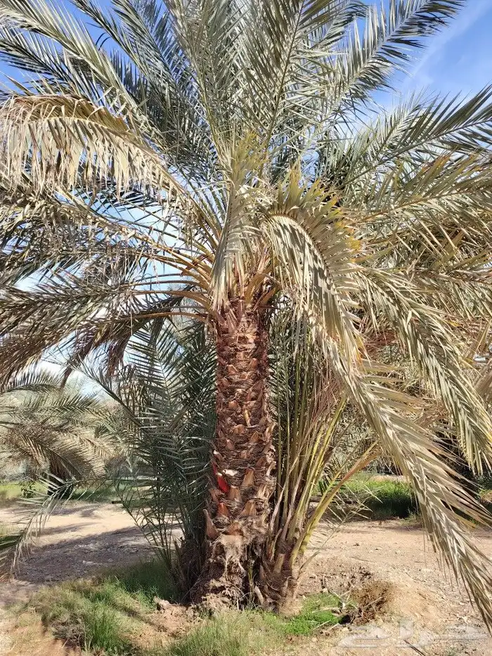 نخيل ابو مقبل لتوريد جميع انواع النخيل العربي والامريكي 2