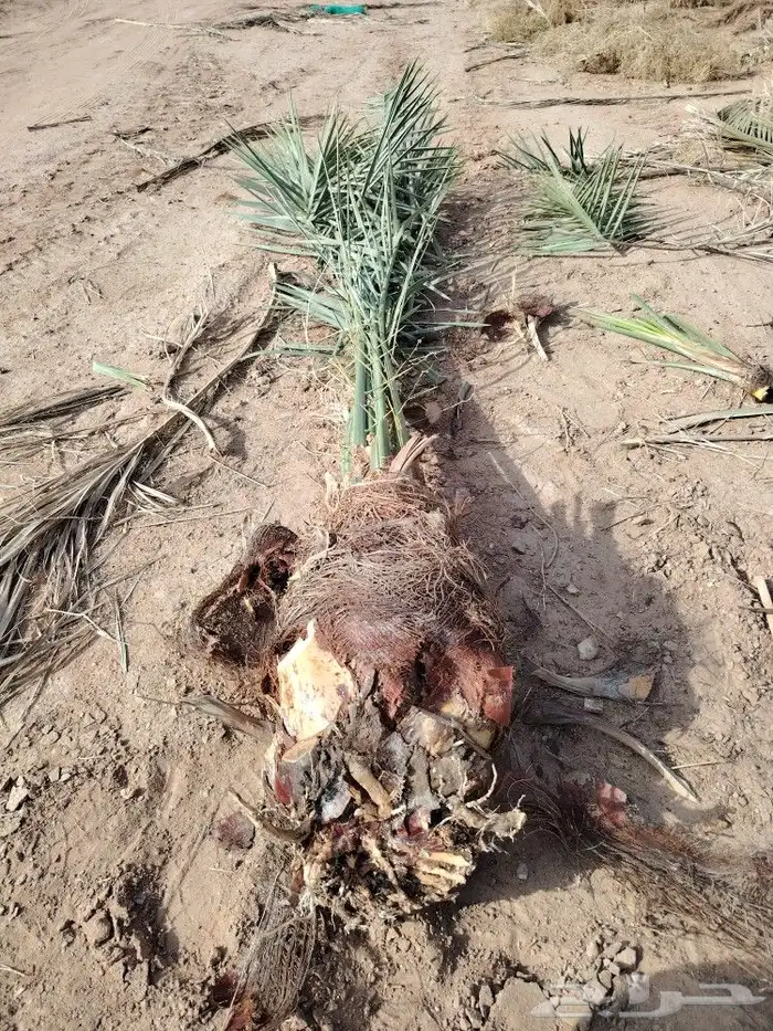 نخيل ابو مقبل لتوريد جميع انواع النخيل العربي والامريكي 1