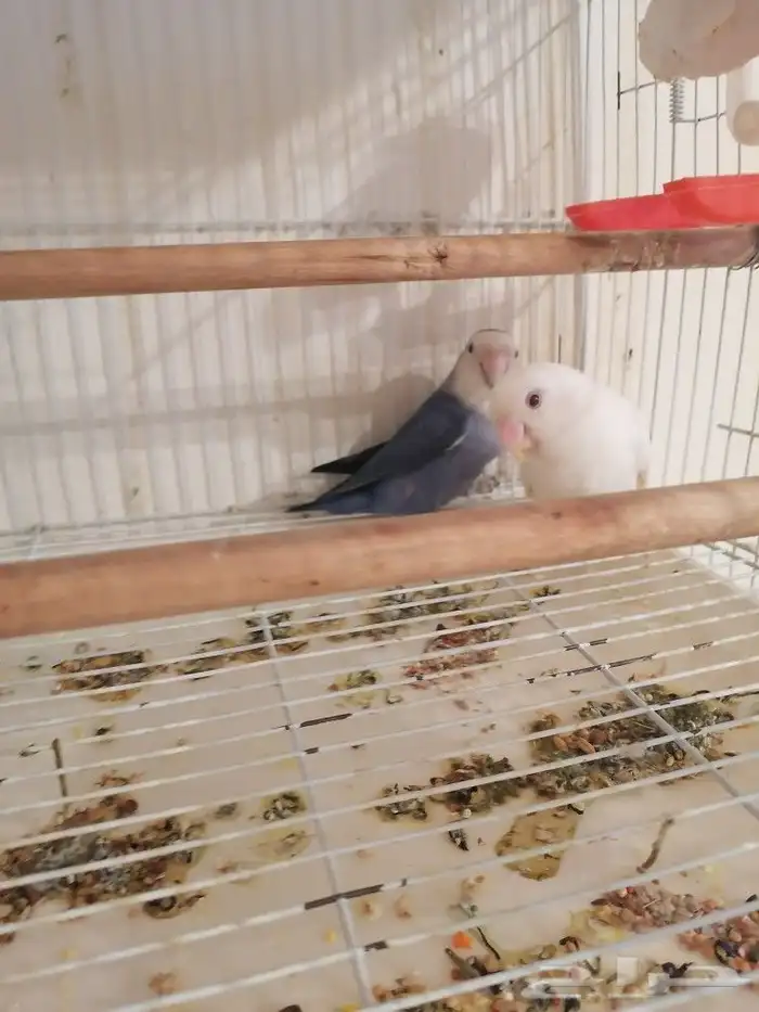 زوج روز منتج ((تم البيع)) 0