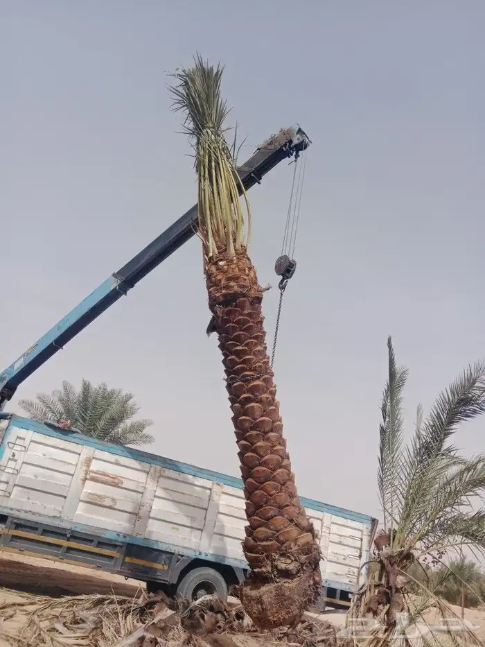 نخل عربي ووشنطوني واشجار سرو ايطالي 3