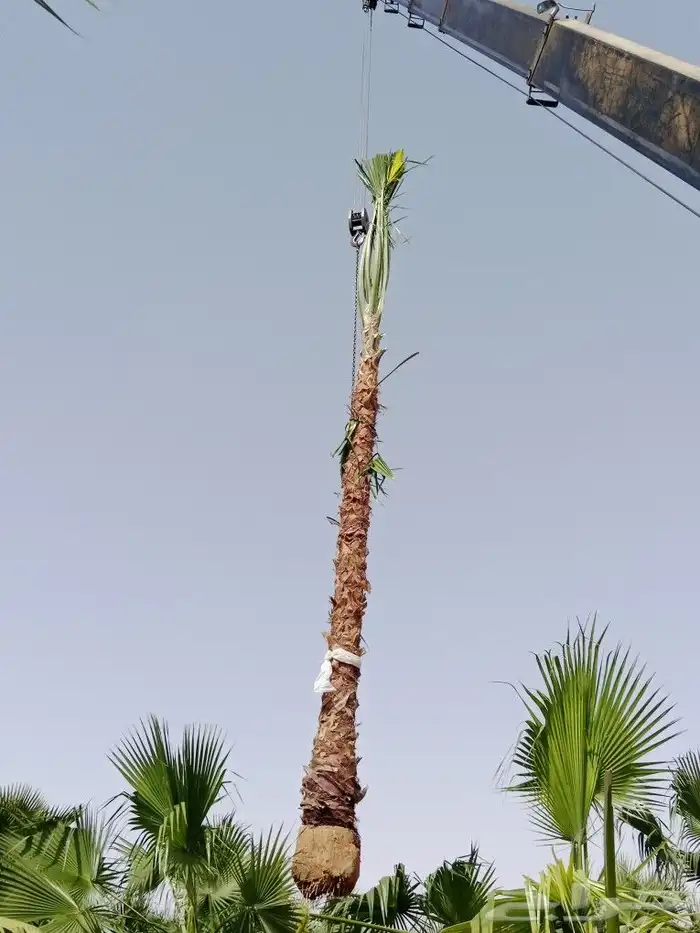 نخل عربي ووشنطوني واشجار سرو ايطالي 2