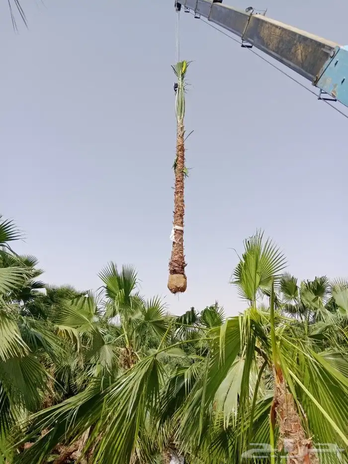 نخل عربي ووشنطوني واشجار سرو ايطالي 1