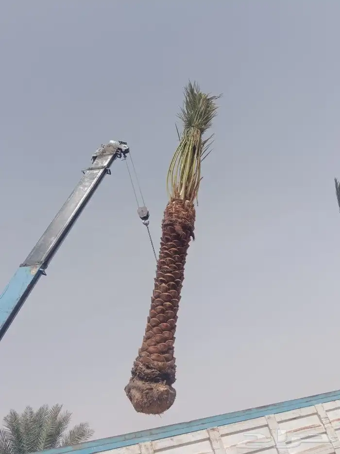 نخل عربي ووشنطوني واشجار سرو ايطالي 4