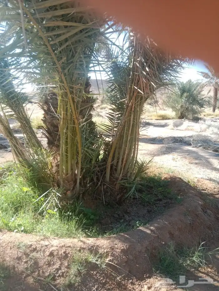 نعمل في مجال النخيل قلع وغرس وتكريب 5