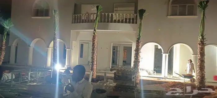 نخيل عربي واشنطن جميع المقاسات 0