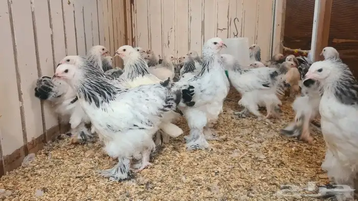 فروخ براهما كولمبي صافي 1