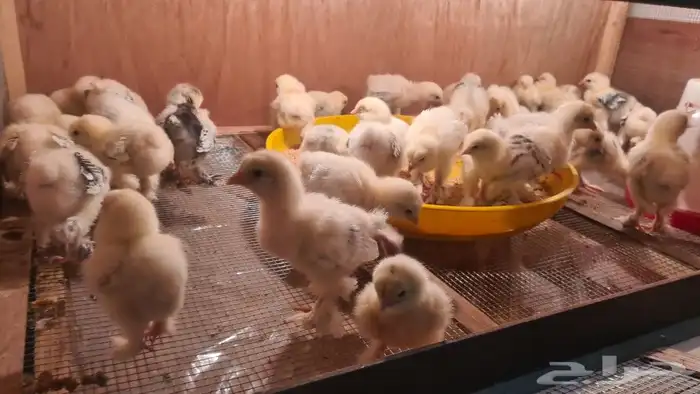 فروخ براهما كولمبي صافي 4