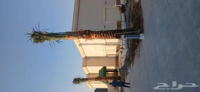 نخل للبيع جميع المقاسات 7