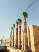 نخل واشنطن زينه جميع المقاسات متوفره 5