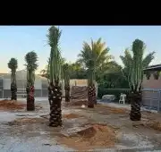 يوجد لدينا نخل واشنطن لزينة 4
