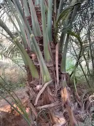 نخل مثمر بجميع أنواعها 0