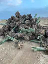 نخل مثمر بجميع أنواعها 4