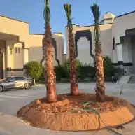 نخل واشنطن زينه جميع المقاسات متوفره 8