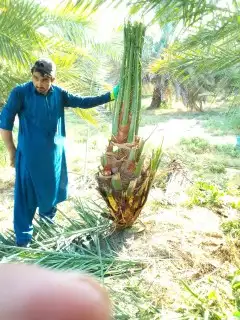 نخل مثمر بجميع أنواعها 2