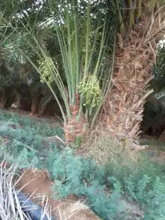 نخل مثمر بجميع أنواعها 1