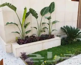 مشتل جدة الجديد 2