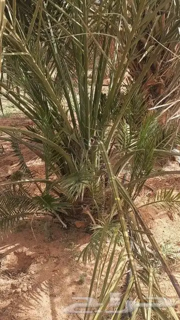 يوجد لدينا نخل واشنطن لزينة 3