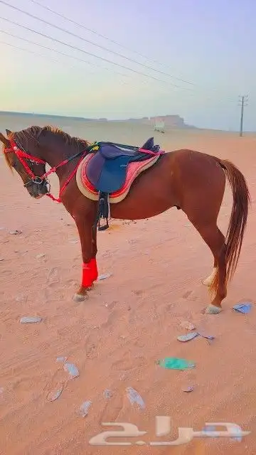 اجار جمال خيول رحول زلول راكبي بوني صقور 10