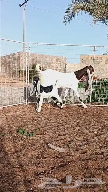 عنز هولنديه ( تم البيع ) 0